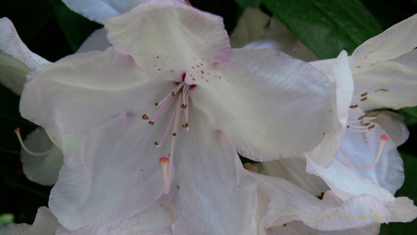 Bois des Moutiers (349) Mai 2012